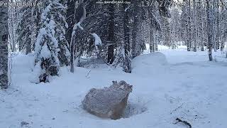 PETOLINTULIVE, Bird of Prey, Finland, GOSHAWK \u0026 🐭 , 2024/02/ 13