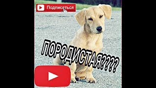 Породистая или непородестая собака?