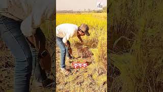 বাংলার কৃষক। #newvideo #mysubcribechenal #nature #plzfollwe #agriculture #shortvideo