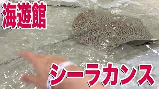 [大阪] 海遊館 大人のお触りコーナーに興奮！ シーラカンス見たぞ！ [大阪 観光スポット 見どころ]