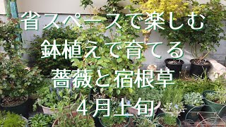 省スペースで楽しむ鉢植えで育てる薔薇と宿根草（４月上旬）