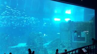 Ocean Dome