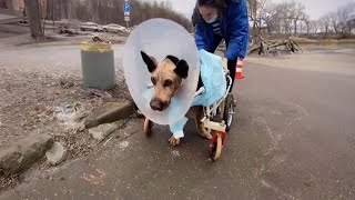 With a giant brain tumor, an abandoned dog bravely endured an 8-hour surgery and fought for his life