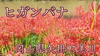 ヒガンバナ（彼岸花） 岡山県矢掛町美川 20210918