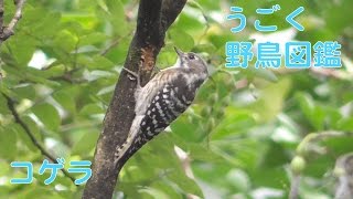 うごく野鳥図鑑　コゲラ　Japanese Pygmy Woodpecker