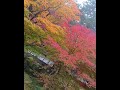 滋賀県西明寺 u0026金剛輪寺の紅葉