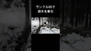 【悪路走行】ランクル80で倒木を牽引