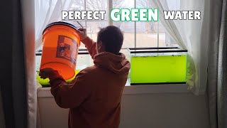 Foolproof Green Water Method (Works Every Time)