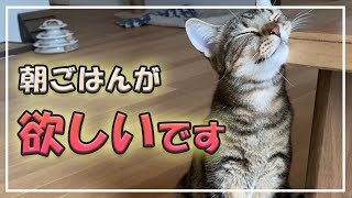 【旅猫ほっけ】朝ごはんを欲しくてたまらない猫が1日で1番甘えん坊さんになります！【アメショ】