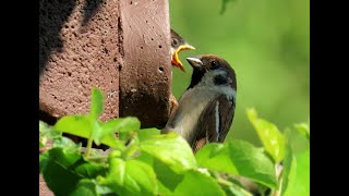 1035. Vrabec polní, Eurasian Tree Sparrow, Feldsperling, Moineau friquet, Полевой воробей, Mazurek