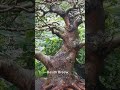 Proses Pohon Loa Menjadi Bonsai yg Indah