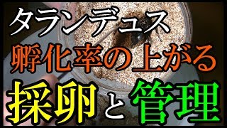 黒光りクワガタの採卵結果と管理方法【タランデュスオオツヤクワガタ】