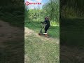 Insane Power Off Road 5600w EFGTEK ES06 Up to 50 Mph Electric Scooter Adult#dualmotorelectricscooter