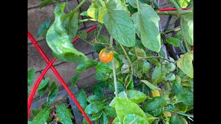 My 2020 Summer Garden Series 6 | Tomatoes | Determinate or Indeterminate