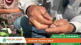 Avokado Aşılama İşlemi