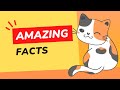 10 Fascinating Facts About Calico Cats