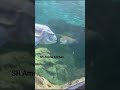 இதில் எத்தனை சுறாக்கள் இருக்கு sea life sydney aquarium sr amma kitchen shorts