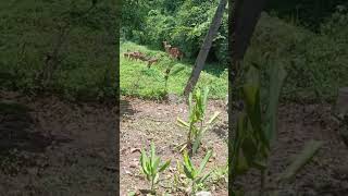 മാൻ കൂട്ടം ഇറങ്ങി🦌🦌🦌🦌herd of deer descended