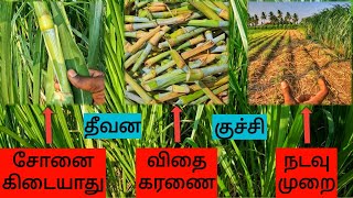 அமோக விளைச்சல் எடுக்க இந்த முறையைப் பயன்படுத்தவும்🌿 | NG