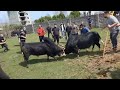 ورزا_شمال_گیلان_مازندران_ animal bull tranding