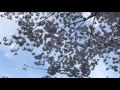 桜 cherry blossom 満開 2017年 4k画質 2160p で公開