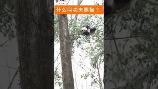 Panda  什么叫功夫熊猫  #大熊猫#功夫