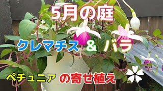 【ガーデニング】5月の庭/フクシアの植え替え/ペチュニアを使ったリメイク寄せ植え