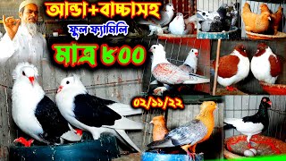 মাত্র ৮০০ টাকায় ডিম + বাচ্চা সহ কবুতর কিনুন | কম দামে কবুতর কিনুন খামার থেকে | কবুতর ভিডিও