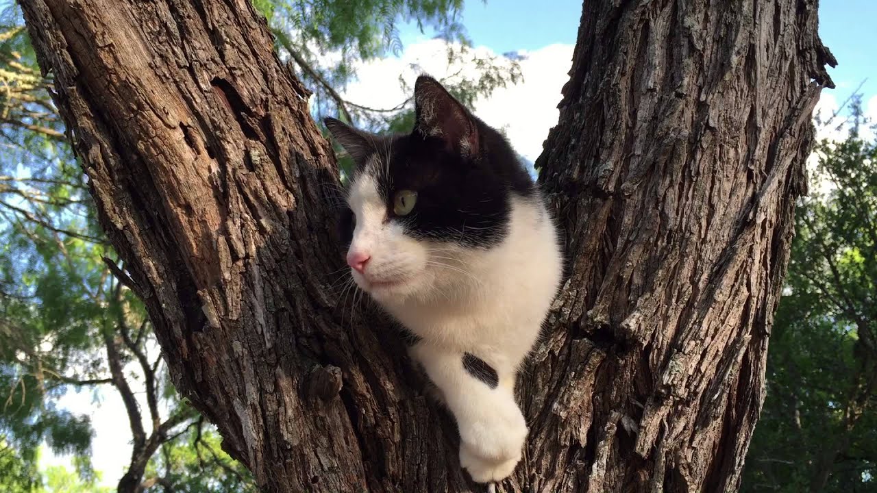 Black And White Cat Meows In A Tree Youtube