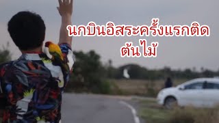 #กระตั้ว #กระตั้วมีเดียม ปล่อยบินอิสระครั้งแรก | รักสัตว์ EP. 42