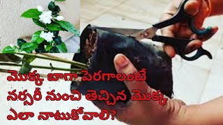 How to plant nursery bought plant|నర్సరీ నుంచి తెచ్చిన మొక్క బాగా పెరగాలంటే ఎలా నాటుకోవాలి?