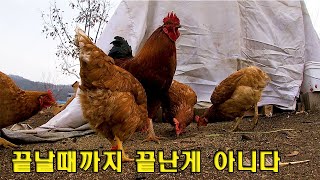 (Subtitle) #188. 『Dignity of chickens』 episode 30. It's not over until it's over. (# Cockfight)