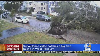 Tree Falls Down In Front Of Van On West Roxbury Street