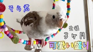 うちで生まれたオカメインコの空君　元気に自由に生息中！