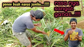 panen buah nanas jumbo..!!!!!