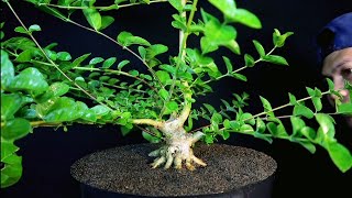 SELEKSI TUNAS BAHAN BONSAI SANCANG (PREMNA MICROPHYLLA)