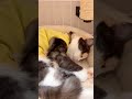 猫好き😽避妊手術後4日目安静に寝ているうずらの寝顔が可愛すぎて🥹kitten cats cute