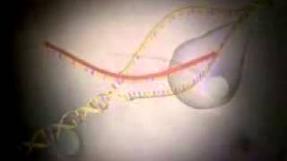 The Human Genome Project Video   3D Animation Introduction