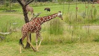 キリン、ダチョウ、インパラ　Giraffe,Ostrich,Impala　2020 0615