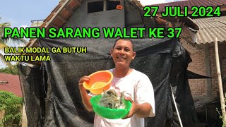 Panen Sarang walet ke 37. 27 juli 2024. Rbw paling sederhana terkecil di dunia