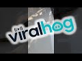 Lizard Scrambles Across Tile Floor || ViralHog