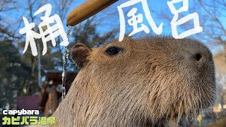 【近】桶風呂をいつもと違う視点からー　カピバラ温泉⑧- capybara relaxing in a bath