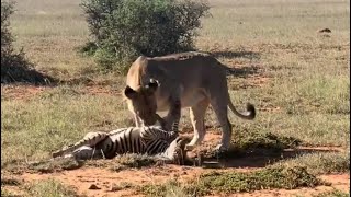 lioness attacking the zebra foal and  bring it down video