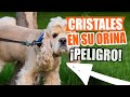 CRISTALES en la ORINA de tu PERRO: 🐶💀Causas, Tipos y Qué Hacer