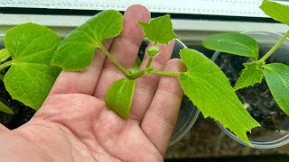 The most effective 1 step for heaHlthy cucumbers without breeding and aphids.