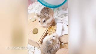 Hamsterdingding．老公公鼠喜歡一起吃東西😋．倉鼠．小露寶．小路寶．老公公鼠