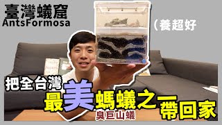 把全台灣最美螞蟻之一帶回家｜臭巨山蟻Camponotus habereri｜【蟻窟日常】