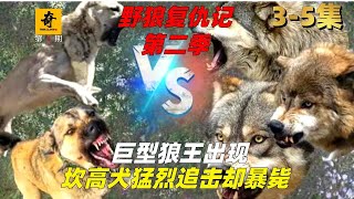 大型紀錄片【野狼復仇記】第二季3-5集，巨型狼王出現，坎高犬猛烈追擊卻暴斃