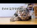 【飼い主必見】猫を「2年」長生きさせる5つのコツを暴露します。