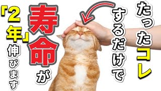 【飼い主必見】猫を「2年」長生きさせる5つのコツを暴露します。